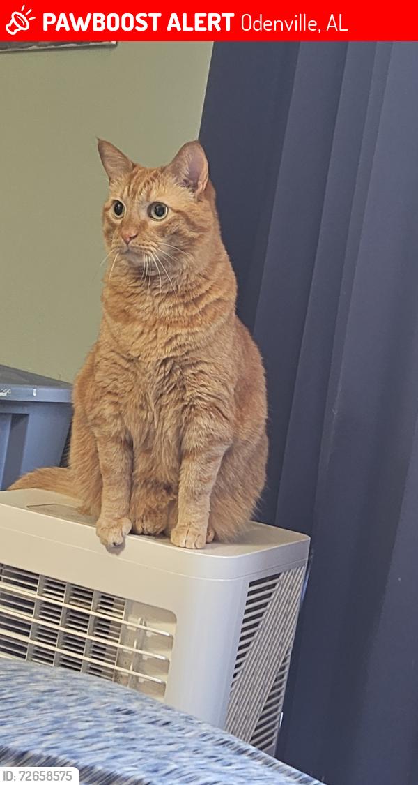 Lost Male Cat last seen Freeze mountain, Odenville, AL 35120