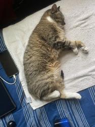 Lost Male Cat last seen Near Erie St, Boston, MA 02121