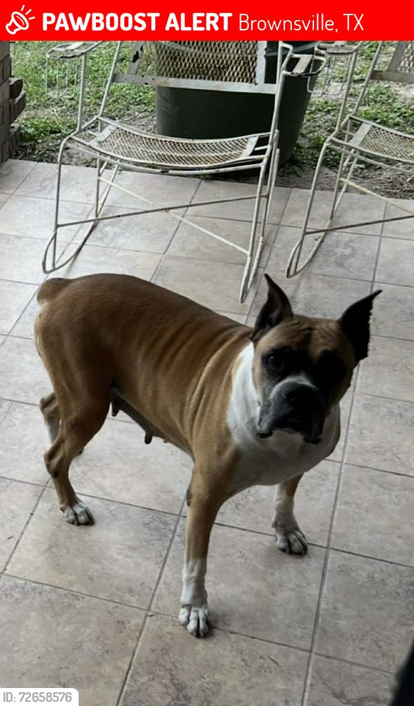 Lost Female Dog last seen BREEDEN elementary, Harmony Schools, Brownsville, TX 78526