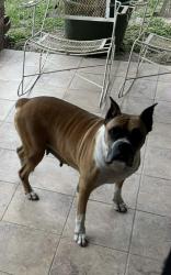 Lost Female Dog last seen BREEDEN elementary, Harmony Schools, Brownsville, TX 78526