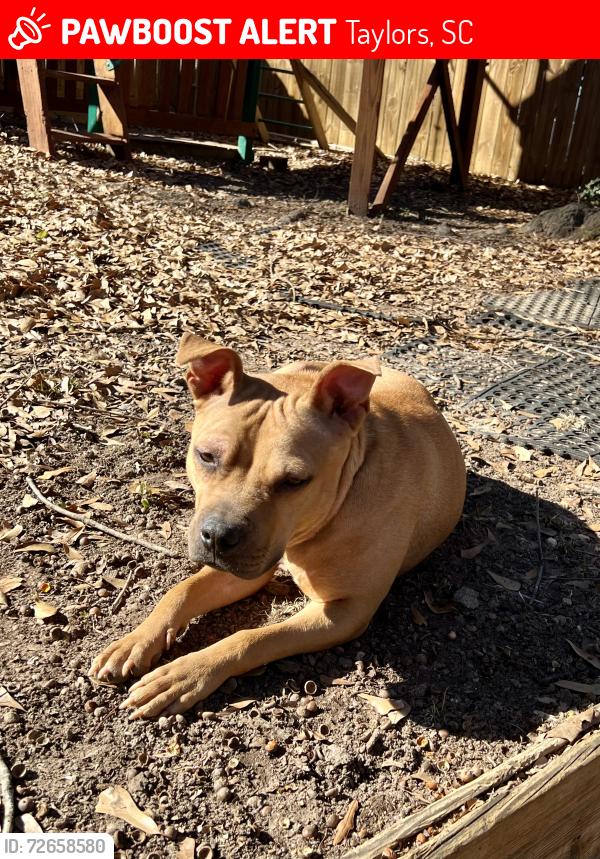 Found/Stray Female Dog last seen Paris mountain elementary school , Taylors, SC 29687