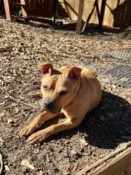 Found/Stray Female Dog last seen Paris mountain elementary school , Taylors, SC 29687