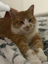 Lost Male Cat last seen Conklin, Mayberry, Treadway Trail, Washington County, TN 37690