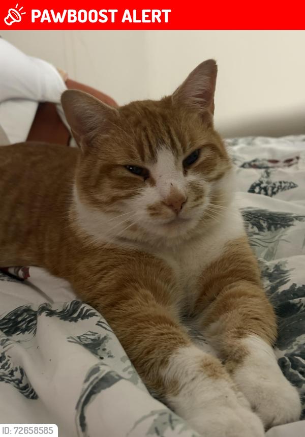 Lost Male Cat last seen Conklin, Mayberry, Treadway Trail, Washington County, TN 37690
