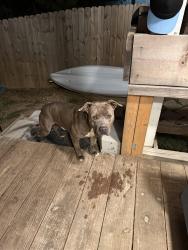 Found/Stray Male Dog last seen S Lancaster Rd and Kahn St, Dallas, TX 75241