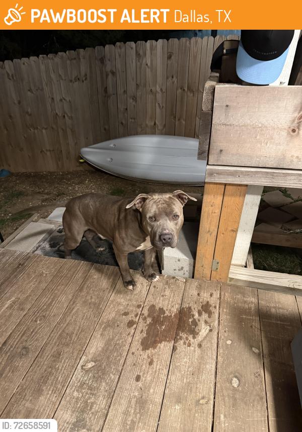 Found/Stray Male Dog last seen S Lancaster Rd and Kahn St, Dallas, TX 75241