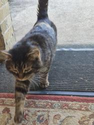Found/Stray Male Cat last seen Fallon and Kansas ave, White Oak, PA 15131
