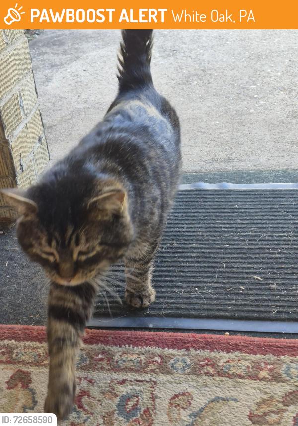 Found/Stray Male Cat last seen Fallon and Kansas ave, White Oak, PA 15131