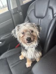 Found/Stray Male Dog last seen Pine and Boston place, Tulsa, OK 74103