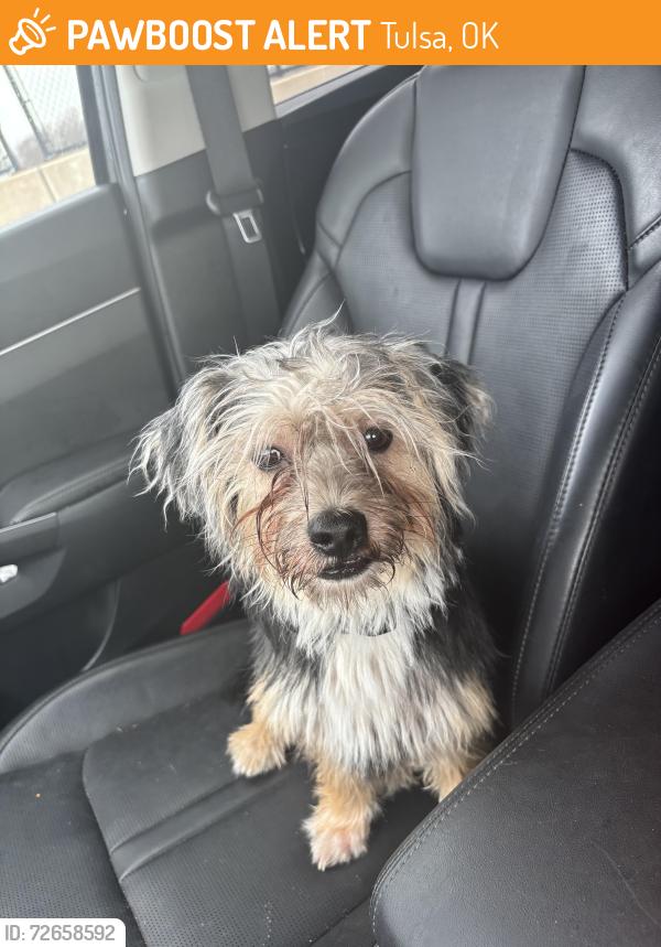 Found/Stray Male Dog last seen Pine and Boston place, Tulsa, OK 74103