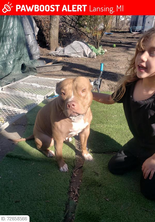Lost Female Dog last seen hosmer and Eureka , Lansing, MI 48912