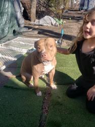 Lost Female Dog last seen hosmer and Eureka , Lansing, MI 48912