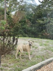 Found/Stray Male Dog last seen The wooded area near the library, Cocoa, FL 32927