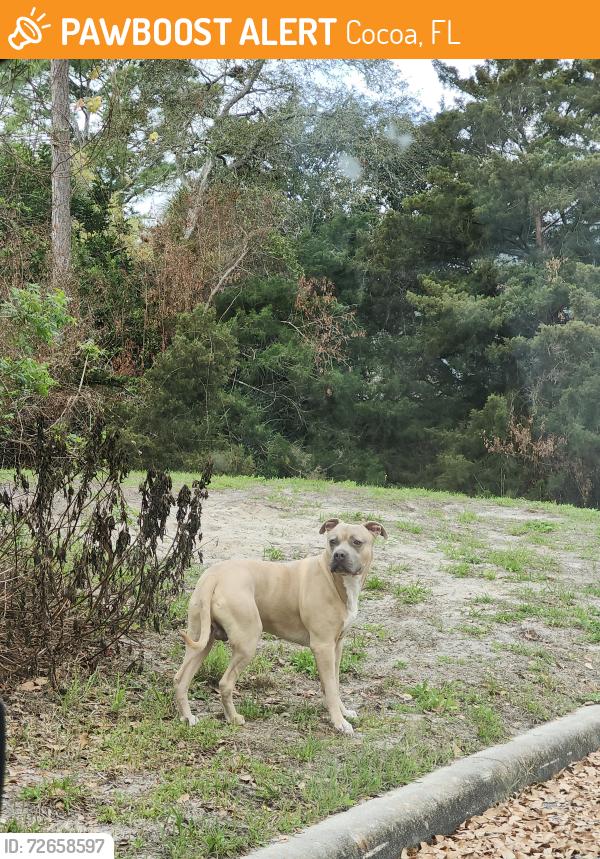 Found/Stray Male Dog last seen The wooded area near the library, Cocoa, FL 32927