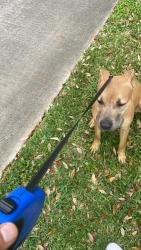 Found/Stray Female Dog last seen Clay Rd and Tilson, Houston, TX 77041