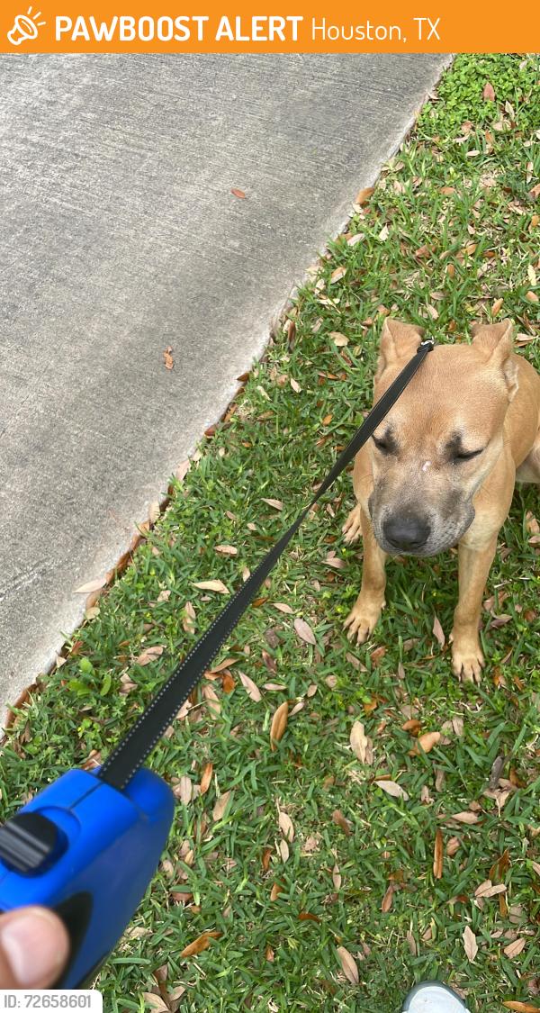 Found/Stray Female Dog last seen Clay Rd and Tilson, Houston, TX 77041