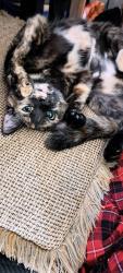 Lost Female Cat last seen Springfield quarry , Springfield, TN 37172