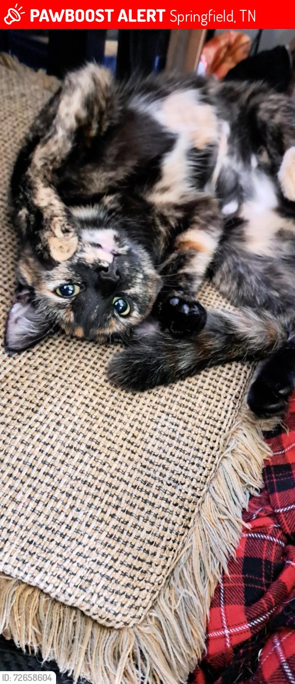 Lost Female Cat last seen Springfield quarry , Springfield, TN 37172