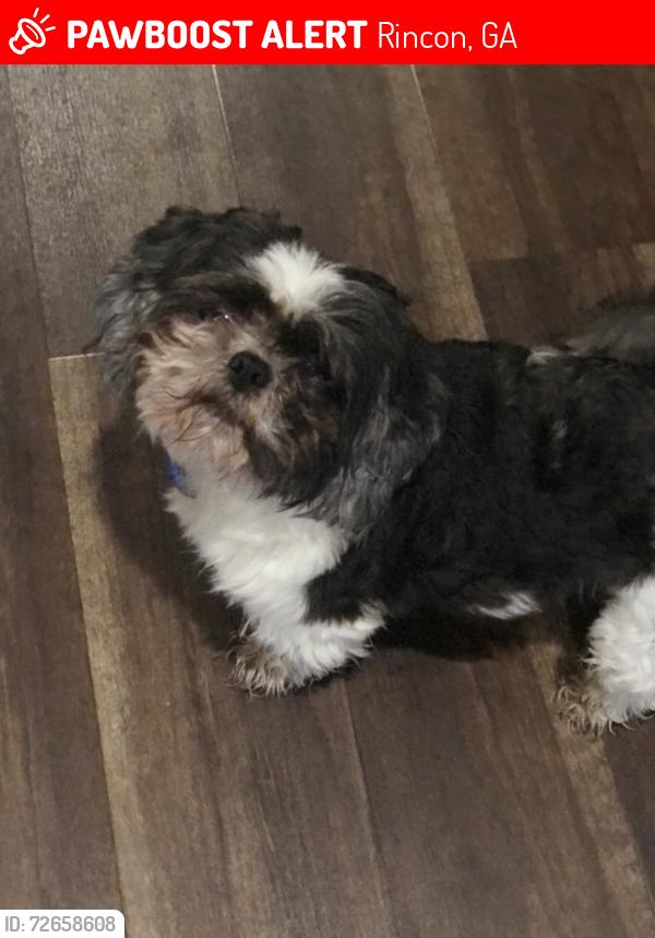 Lost Male Dog last seen Guyton ga, Rincon, GA 31326