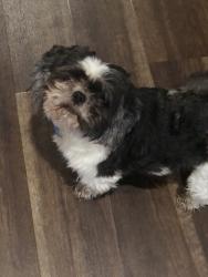 Lost Male Dog last seen Guyton ga, Rincon, GA 31326