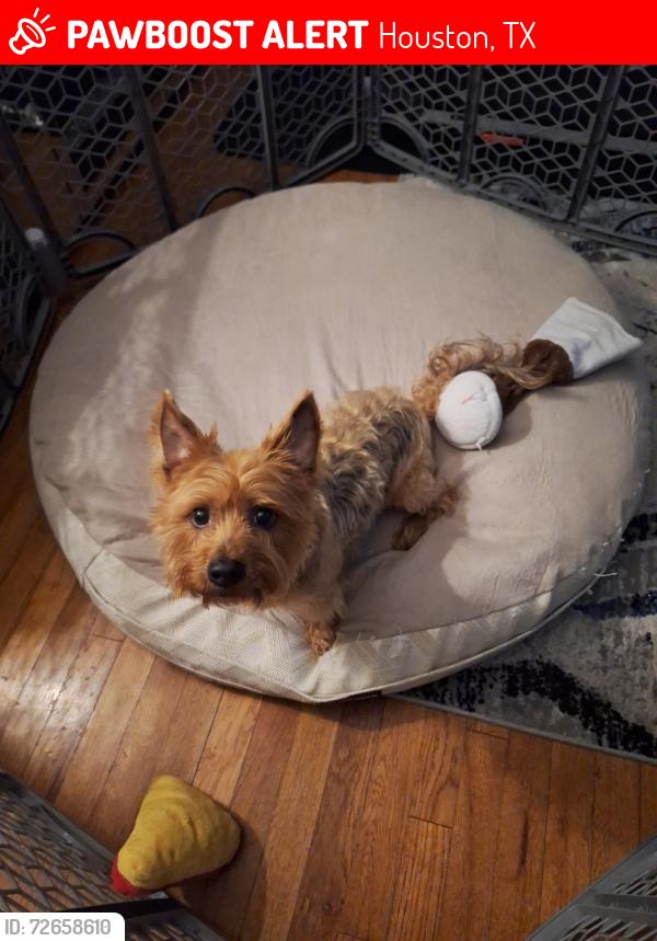 Lost Male Dog last seen Near greenstone st. Houston Tx 77087, Houston, TX 77087