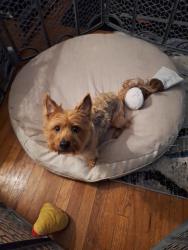 Lost Male Dog last seen Near greenstone st. Houston Tx 77087, Houston, TX 77087