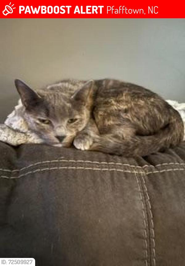 Lost Female Cat last seen Bridal Ridge , Pfafftown, NC 27040