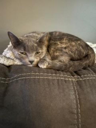 Lost Female Cat last seen Bridal Ridge , Pfafftown, NC 27040