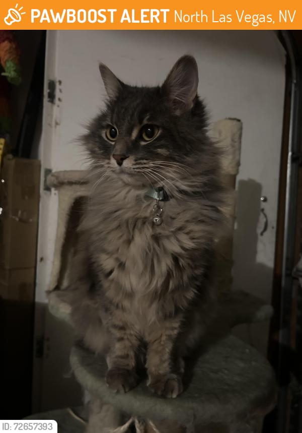 Found/Stray Unknown Cat last seen Taco Bell parking lot on Ann and Simmons, North Las Vegas, NV 89031