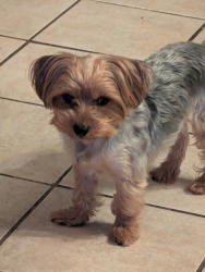 Lost Male Dog last seen Blackberry and shorewood, Arlington, TX 76016