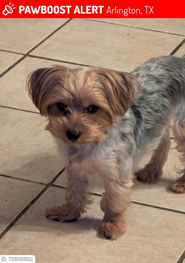 Lost Male Dog last seen Blackberry and shorewood, Arlington, TX 76016