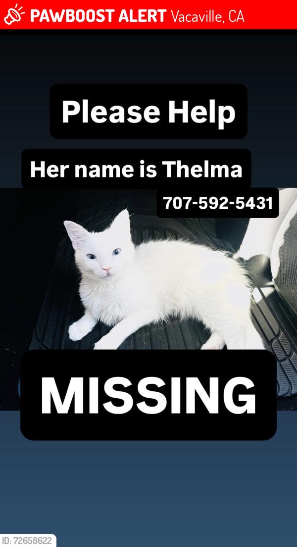 Lost Female Cat last seen Merchant Street, Walnut Ave, Luzena, Vacaville, CA 95688