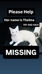 Lost Female Cat last seen Merchant Street, Walnut Ave, Luzena, Vacaville, CA 95688