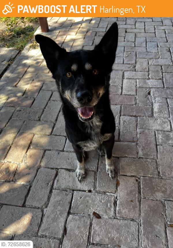 Found/Stray Male Dog last seen Flynn St by the corner store , Harlingen, TX 78550