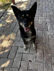 Found/Stray Male Dog last seen Flynn St by the corner store , Harlingen, TX 78550