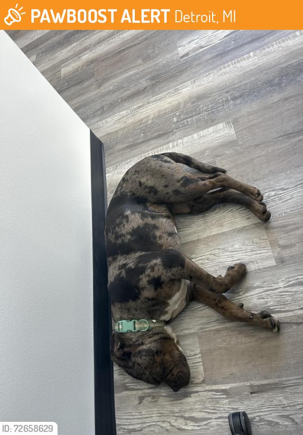 Found/Stray Female Dog last seen Cubesmart, Detroit, MI 48203