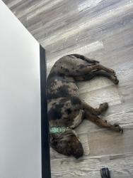 Found/Stray Female Dog last seen Cubesmart, Detroit, MI 48203