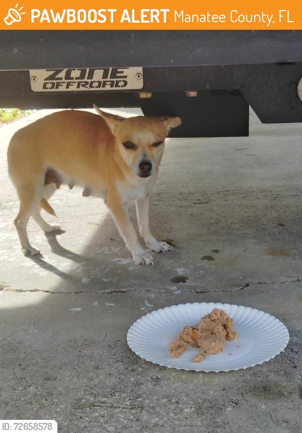 Found/Stray Female Dog last seen 69th st E, Palmetto (near Cisco), Manatee County, FL 34221