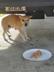 Found/Stray Female Dog last seen 69th st E, Palmetto (near Cisco), Manatee County, FL 34221