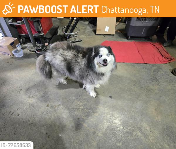 Found/Stray Unknown Dog last seen Joiner Road, Chattanooga, TN 37421