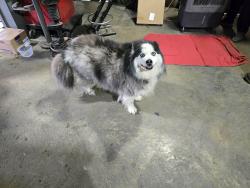 Found/Stray Unknown Dog last seen Joiner Road, Chattanooga, TN 37421