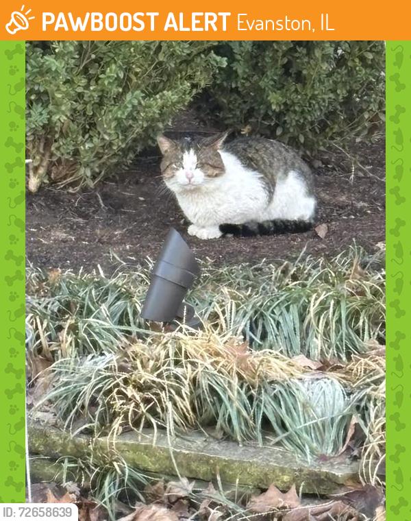 Found/Stray Unknown Cat last seen Near Ridge Ave, Evanston, IL 60201