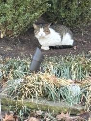 Found/Stray Unknown Cat last seen Near Ridge Ave, Evanston, IL 60201