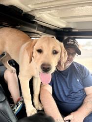 Lost Male Dog last seen Carlton and Oyster Creek Bend , Oyster Creek, TX 77541