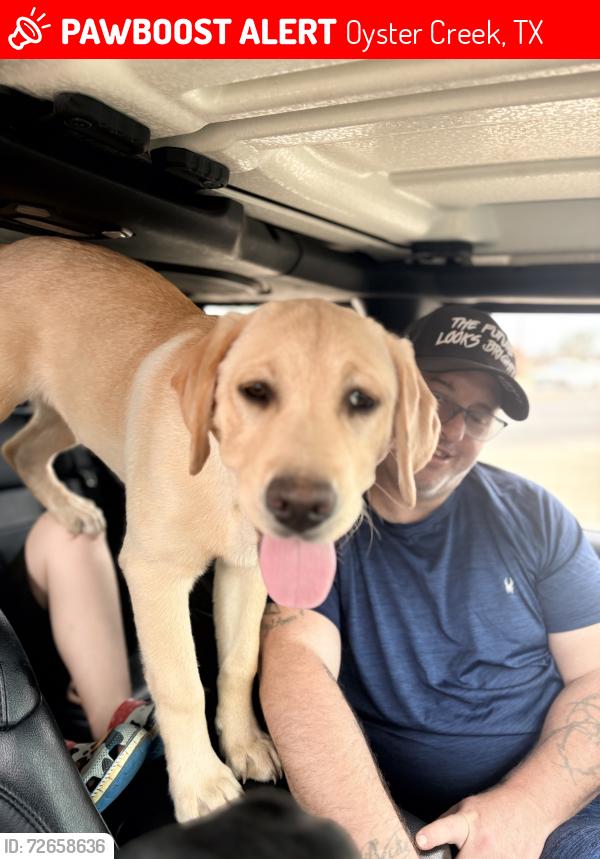 Lost Male Dog last seen Carlton and Oyster Creek Bend , Oyster Creek, TX 77541