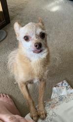 Lost Male Dog last seen Indian ave, Sundial, Hubbard St. Midland elementary school, , Moreno Valley, CA 92557