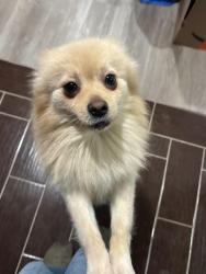 Lost Male Dog last seen Madison park Mount Vernon , Mount Vernon, WA 98273