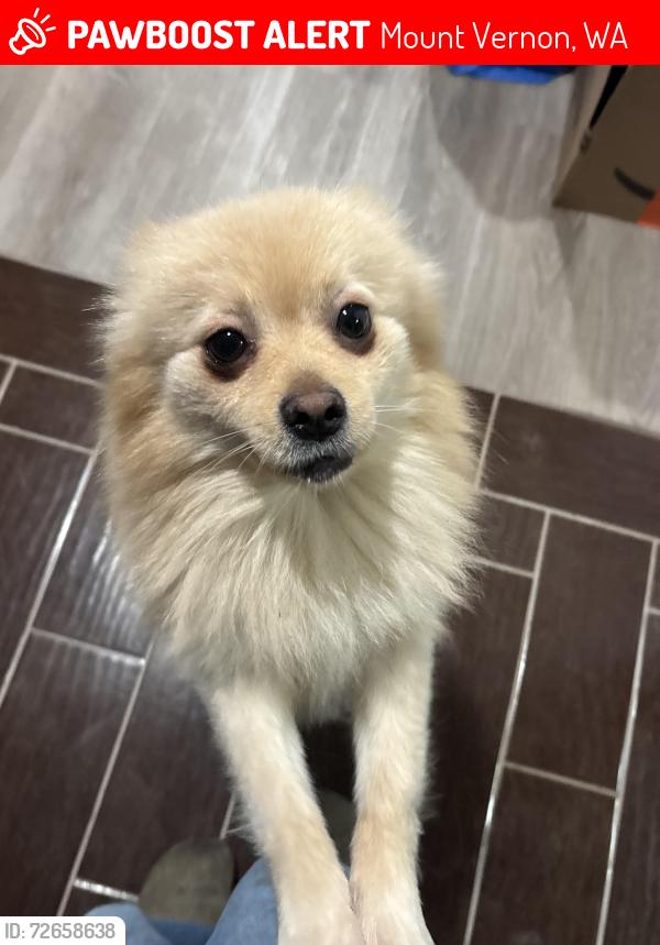 Lost Male Dog last seen Madison park Mount Vernon , Mount Vernon, WA 98273