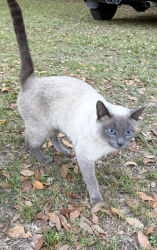 Found/Stray Unknown Cat last seen Near NW 23rd Ave, Gainesville, FL 32606