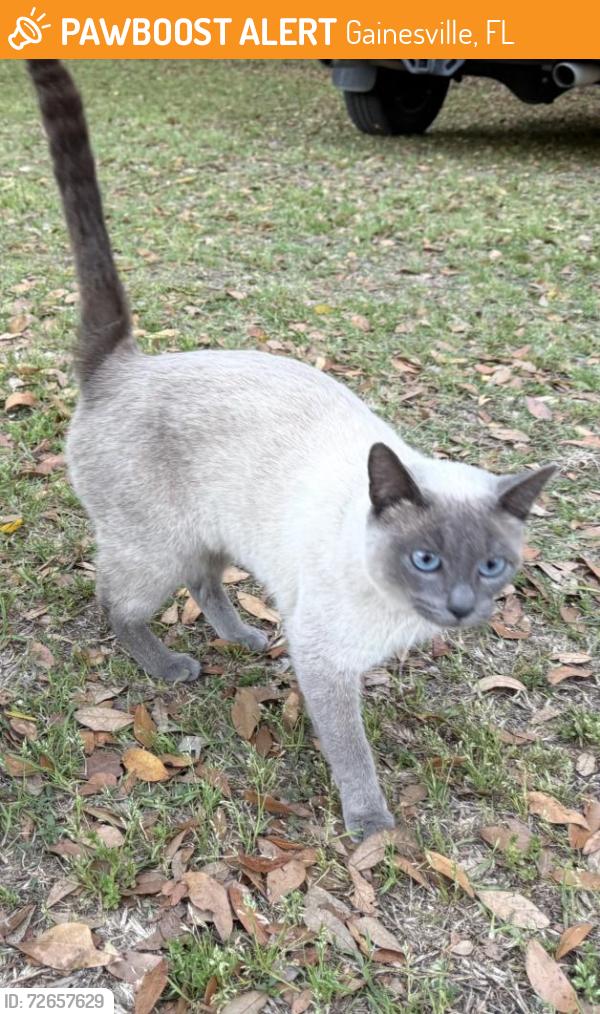 Found/Stray Unknown Cat last seen Near NW 23rd Ave, Gainesville, FL 32606